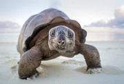 Die Riesenschildkröten von Aldabra, einem schwindenden Atoll im Indischen Ozean haben ein großes Problem. Auf ihrer Insel gibt es zu wenig Schatten.
