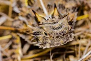 Texas-Krötenechse (Phrynosoma cornutum).