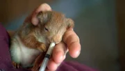 Eichhörnchen-Baby Milly, das von Spaziergängern gefunden wurde, wird im Opel-Zoo in Kronberg von Tierpflegerin Tine Hofmann aufgepäppelt. Die Ersatzmama kümmert mit sich mit reichlich Katzenmilch und viel Streicheleinheiten liebevoll um den kleinen Nager.