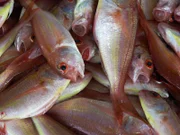 Fish / Ryby