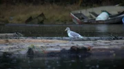 A seagull perched on a log in Port Protection. (National Geographic/Kevin Nowicki)