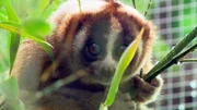 Plumploris sind kleine Nachtaffen und verdammt niedlich. Aber Achtung: die katzengroßen Primaten mit den großen Augen sind giftig.