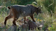 Iberischer Pardelluchs (Weibchen)
