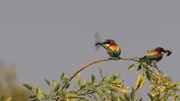 Die Bienenfresser jagen auch Libellen und Hornissen.