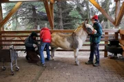 Der Hufschmied behandelt Felix’ kranke Hufe. Julian hält und beruhigt ihn.
