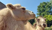 Kamele im Frankfurter Zoo.