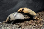Zoo Berlin: Gürteltier Oscar mit Weibchen im Nachttierhaus