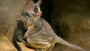 Moholi-Galago aus dem Frankfurter Zoo.