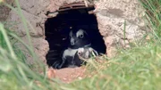 Die Pinguinpaare im Opel Zoo Kronberg sitzen in den Bruthöhlen. Ist da etwa Nachwuchs im Anflug.