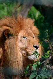 ARD/RB SEEHUND, PUMA & CO, FOLGE 143, am Mittwoch (15.10.14) um 16:10 Uhr im ERSTEN. Löwe Tarson im Jaderpark