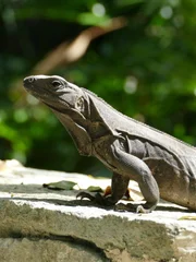 Found sunbathing on a wall, this iguana is missing part of its tail. Also known as a black iguana (Ctenosaura similis) they are commonly found in the Yucatan peninsula, Mexico.