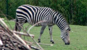 Zebra Cookie im Opel-Zoo Kronberg.