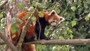 Roter Panda im Opel-Zoo Kronberg.