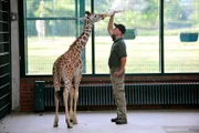 Tierpark Berlin: Tierpfleger Enrico Rödiger füttert das Giraffenkind Jule mit der Flasche.