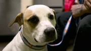 Berkeley is brought into the clinic due to spay incontinence.