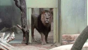 Löwenmann aus dem Frankfurter Zoo.