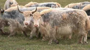 Weiße Yaks im Herzen der Himmelsberge / Tian Shan Gebirge (Kirgistan)