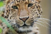 Leopard.