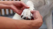 Dr. Ilka Jopp untersucht die Labrador-Hündin Coco sehr gründlich.