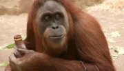 Orang-Utan im Frankfurter Zoo.
