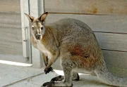 Känguru.