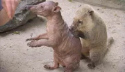 Nasenbären im Opel-Zoo Kronberg.