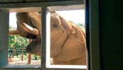 Elefant Tamo im Opel-Zoo Kronberg.