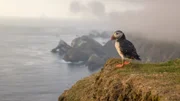 Dieser Papageitaucher ist an der Küste von Fair Isle zuhause.