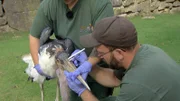 Im Opel Zoo Kronberg ist für Marabu Bubu Naseputzen angesagt.
