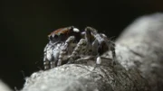 Springspinne
