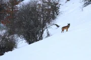 Ein Wolf an einem verschneiten Hang. Die Verwendung des sendungsbezogenen Materials ist nur mit dem Hinweis und Verlinkung auf RTL+ gestattet.