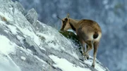 Gämse bei der Futtersuche im Winter