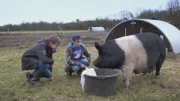 Sem und Felix machen einen spektakulären Urintest bei einem Schwein.