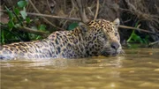 Der Jaguar ist der natürliche Fressfeind vieler Arten. Im Pantanal jagt er meist die Kaimane.