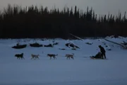 Tyler Selden running the dogsled team.