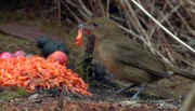 Der Hüttengärtner, so der Name dieses Vogels, vor seiner selbstgebauten Laube. Die allermeisten Arten von Laubenvögeln gibt es auf Neuguinea, einige in Australien. Der Hüttengärtner von West-Papua, dem westlichen, zu Indonesien gehörenden Teil Neuguineas, baut seine aufwendigen Gebilde inklusive der Dekoration, um Weibchen anzulocken. Überdies ist er ein begnadeter Stimmenimitator.