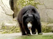 Lippenbären leben in Indien. Doch die aus dem Frankfurter Zoo können sich nicht über schlechte Bedingungen beklagen.