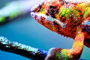Chameleon