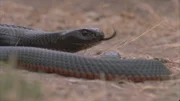 Rotbäuchige Schwarzotter