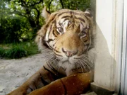 Tiger Iban.