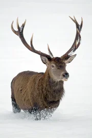 Hirsch.