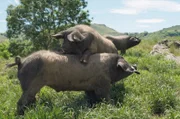 Der Metzger Pierre Oteiza hat das baskische Kintoa-Schwein wiederentdeckt. Gemeinsam mit engagierten Züchtern hat er ein Tal in den Pyrenäen zum Erfolg geführt.