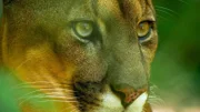 Ein Puma.