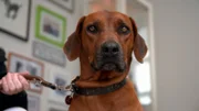 Rhodesian Ridgeback Hündin Nala hat einen Knubbel an der Flanke. Eine Geschwulst oder nur ein harmloser Stich?