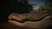 Alligator