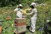 Mensch und Tier sind aufeinander angewiesen. Im kurzen Sommer sind die Bergwiesen ein Paradies für Bienen und Imker.