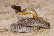 Der Inlandtaipan gilt als giftigste Schlange der Welt. Sie ist in Australien heimisch und wurde erstmals von Sir Frederick McCoy 1879 beschrieben.
