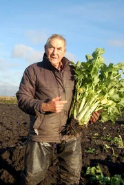 Cyril Garner ist sehr stolz auf seinen Staudensellerie. Die fruchtbare Erde der Fens verleiht ihm seinen unnachahmlichen und nussigen Geschmack.