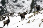 Universum "Im Reich der Hirsche". Diese Dokumentation wird ein neu geborenes Hirschkalb ein ganzes Jahr über begleiten und einmalige Einblicke in das Verhalten und den Lebensraum der stattlichen Tiere präsentieren.