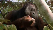 Gute Nachrichten vom Planeten – Wie wir Wälder retten Auf Borneo schützt die Forstbehörde Orang-Utans.